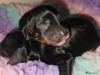 Cockapoo dogs Licensed breeder Show cockapoo litter! BOYS ONLY - Advert 15