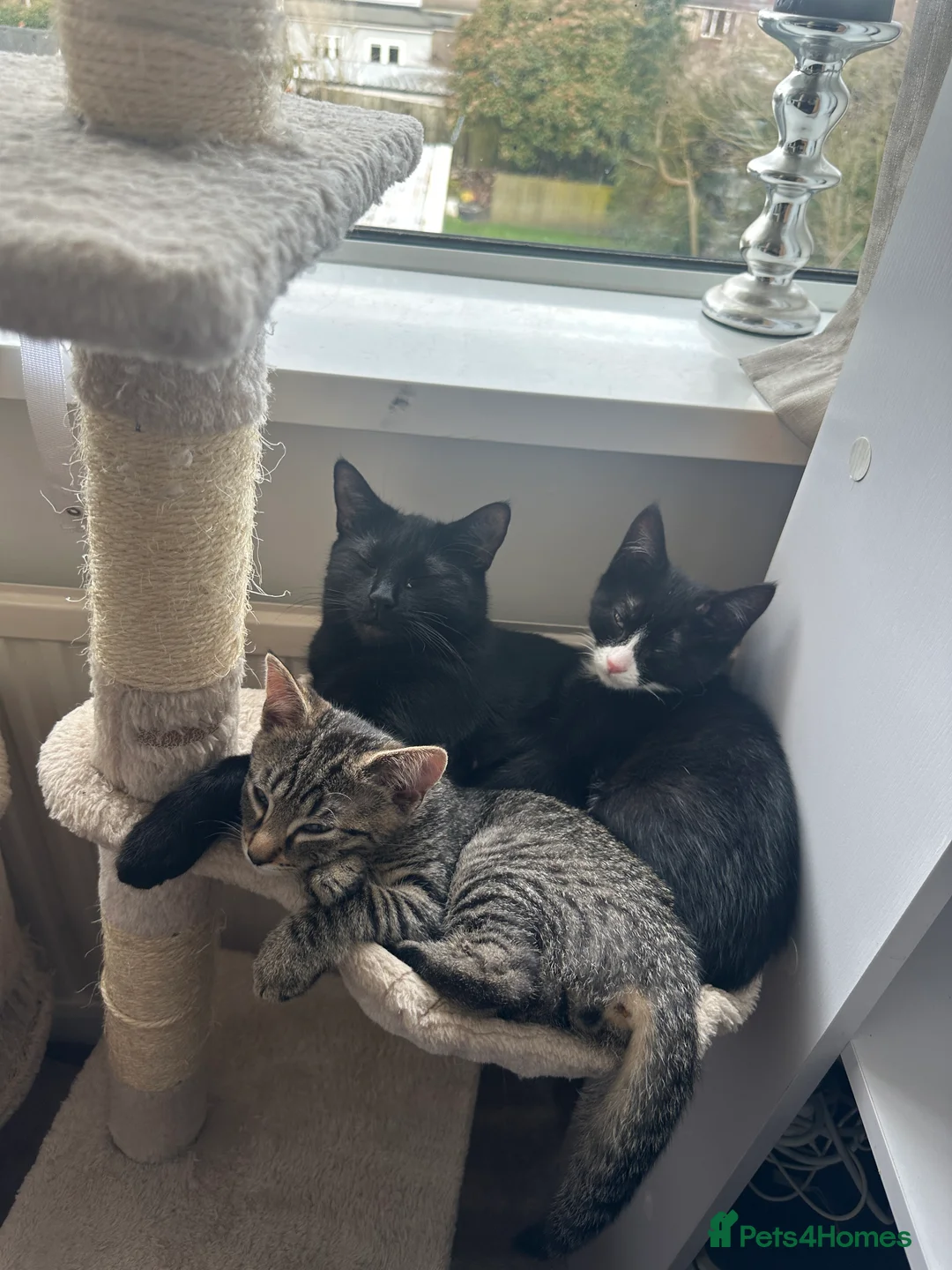 Mixed Breed cats for sale: 2 Beautiful loving kittens for sale  - Advert 4
