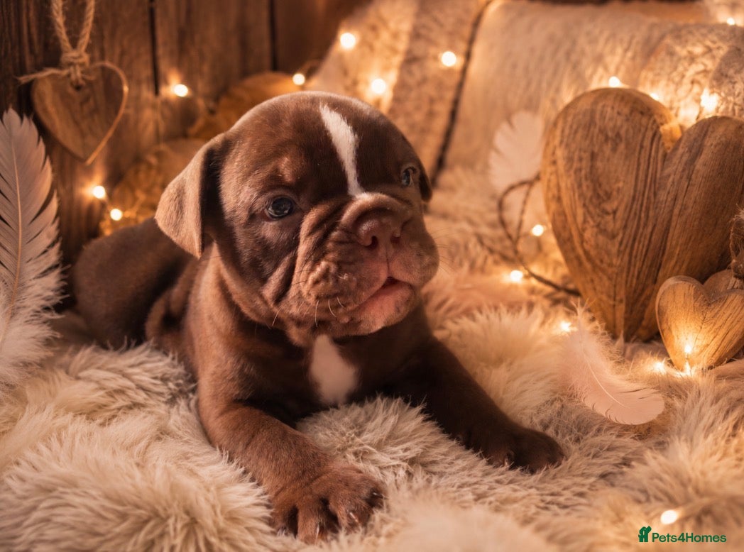 English Bulldog dogs Old English bulldogges - Advert 5