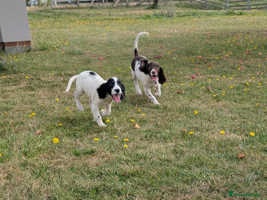English Springer Spaniel dogs for sale: Springer spaniel pups ready now  - Image 9