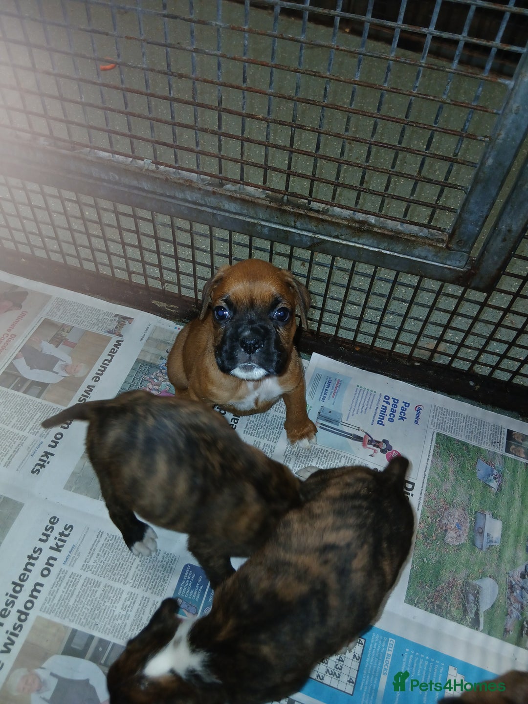 Boxer dogs for sale: Kc registered bob and tailed boxer puppies - Image 14