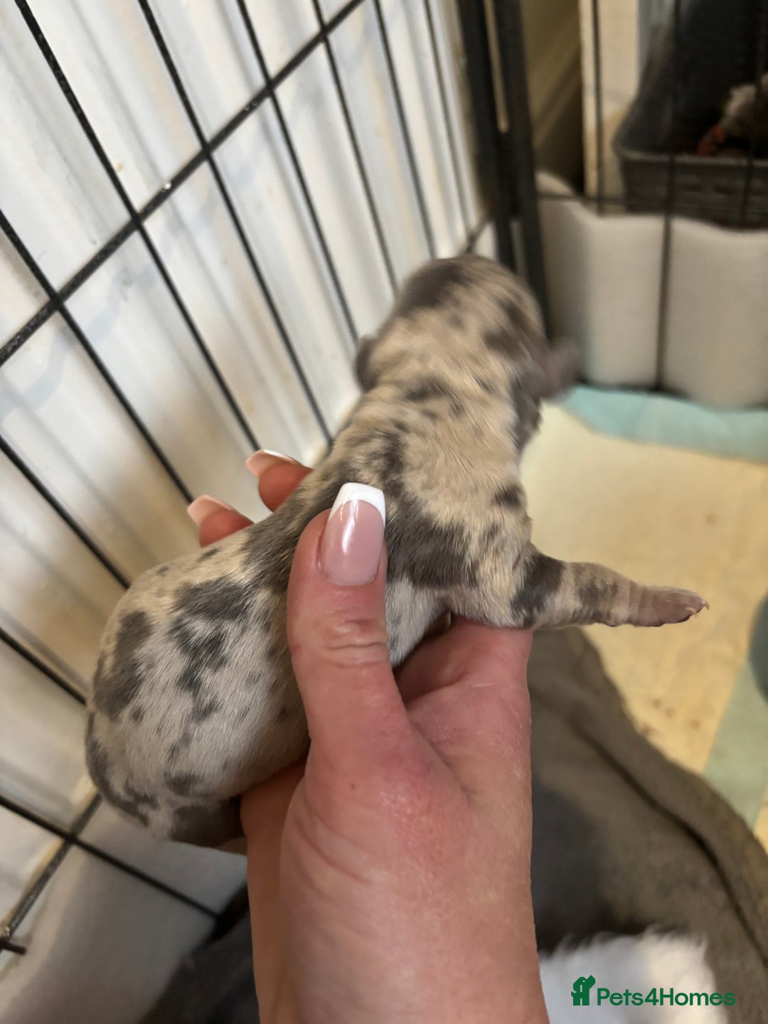 Dachshund dogs for sale: Miniature dashaund - Advert 9