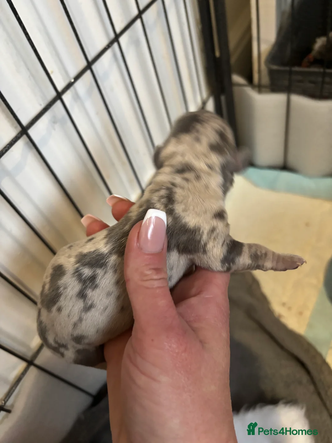 Dachshund dogs for sale: Miniature dashaund - Advert 14