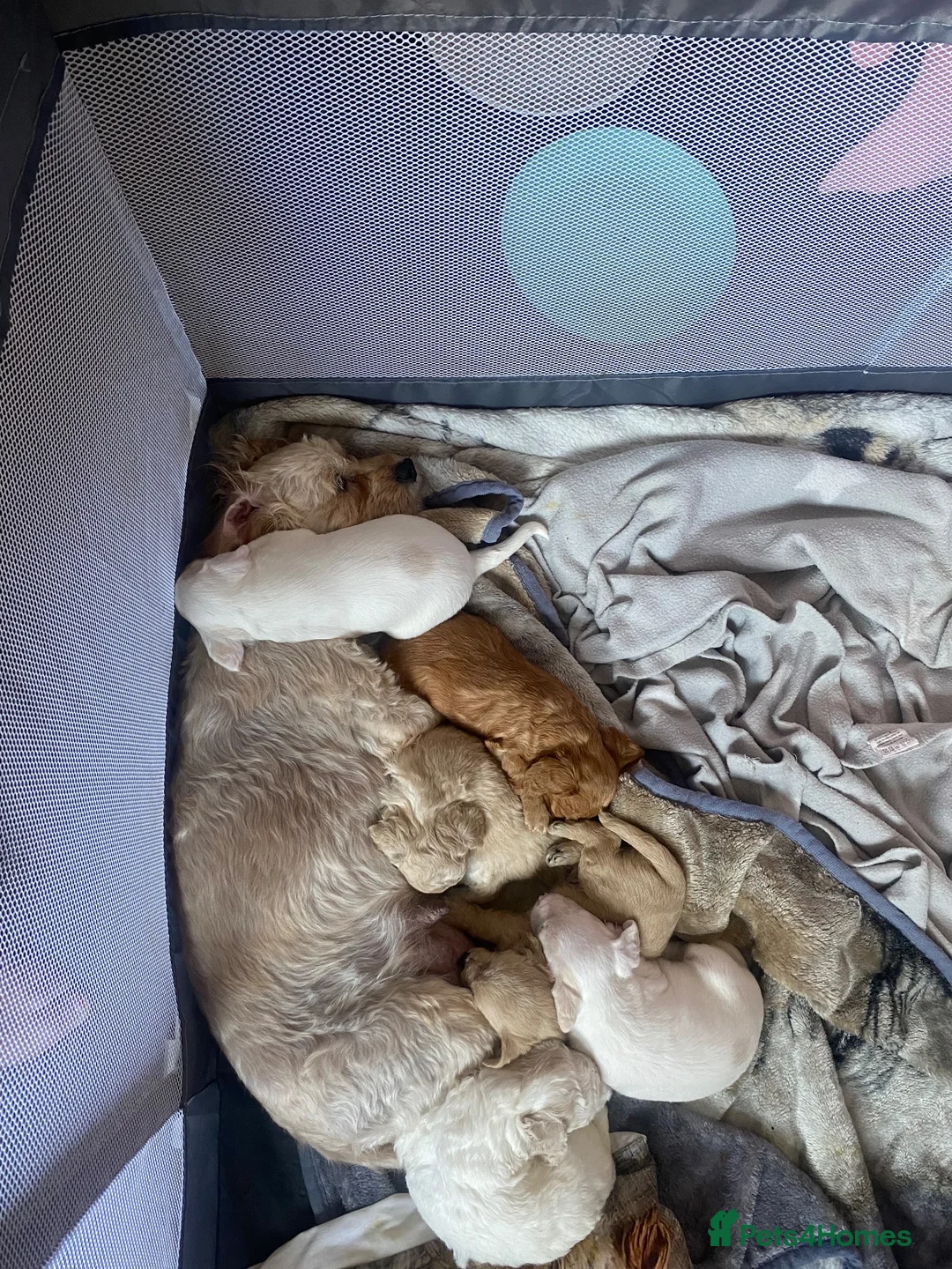 Mixed Breed dogs for sale: 1 girl and 1 boy cavapoochonJacks in Warrington - Advert 1