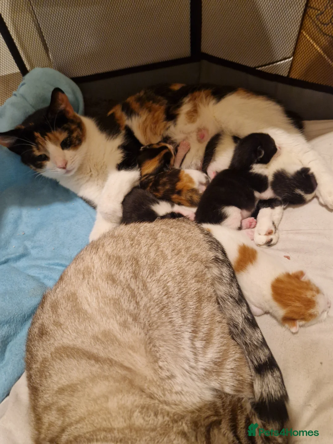 Mixed Breed cats for sale: 5 adorable chunky kittens. - Advert 3