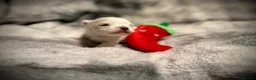 Maltese dogs for sale: Beautiful Maltese Puppies ⭐️Over 5 GENERATIONS⭐️ - Advert 13