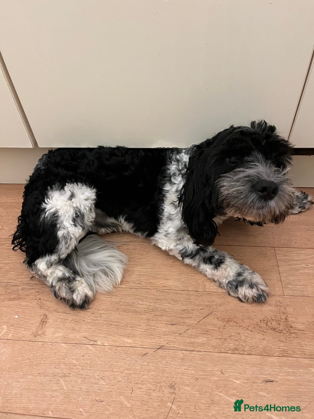 Cockapoo dogs for sale: 2year old cockerpoo boy - Advert 11
