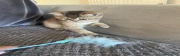 British Shorthair cats for sale: TICA reg black golden kittens  - Advert 22