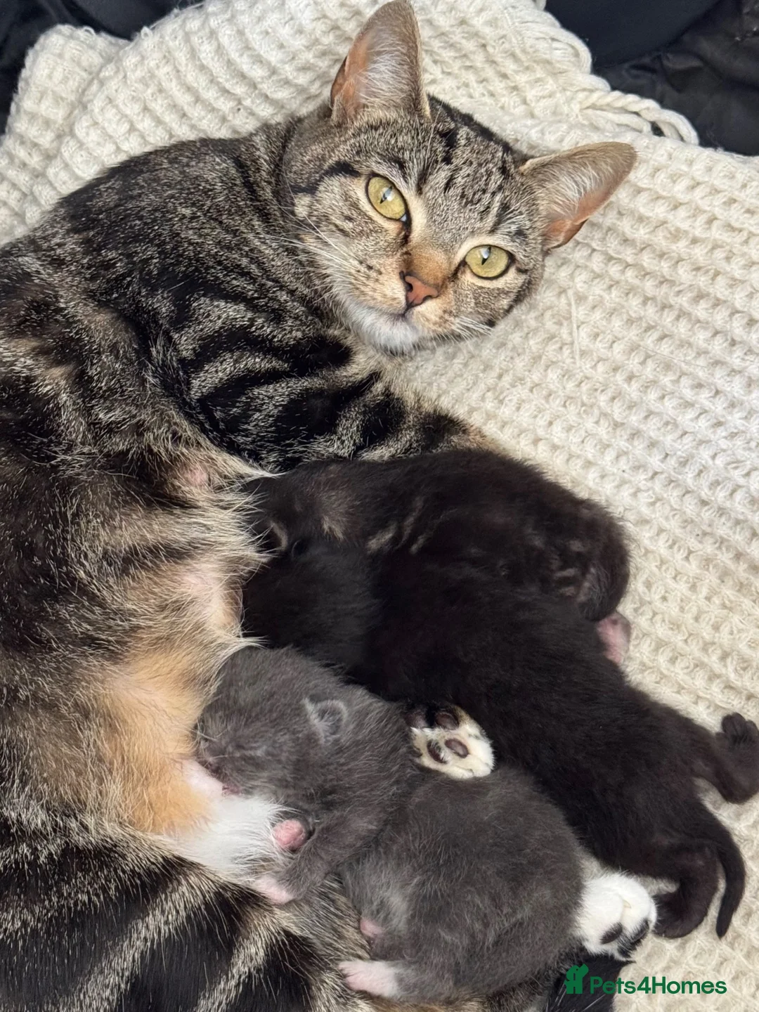 Mixed Breed cats for sale: Kittens looking for forever homes 🐾 - Advert 2
