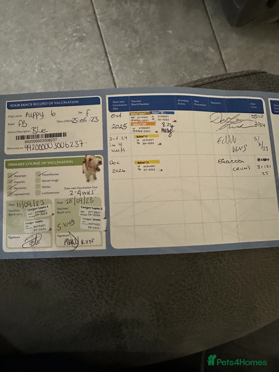 French Bulldog dogs for sale: Belle needs a new home reluctantly 2yrs 8mths old - Advert 3