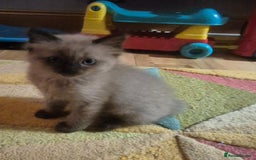 Ragdoll cats for sale: Beautiful Mink Ragdoll Kittens - Image 5