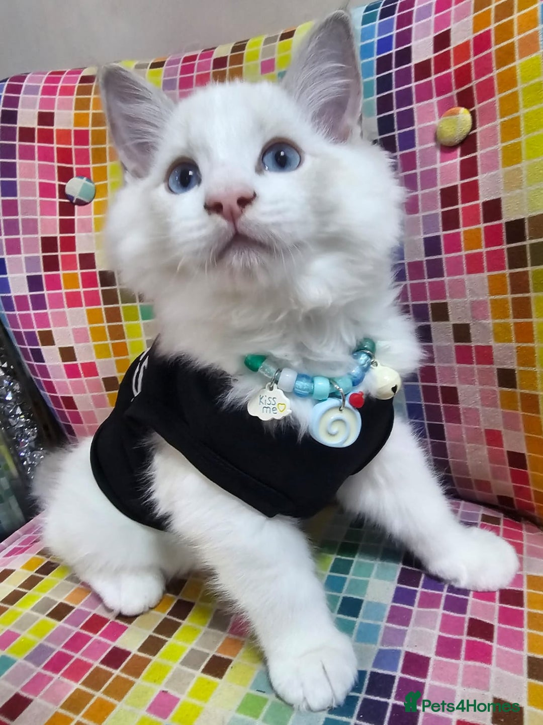 Ragdoll cats for sale: Ragdollkittens health tested gccf/tica parents  - Image 19