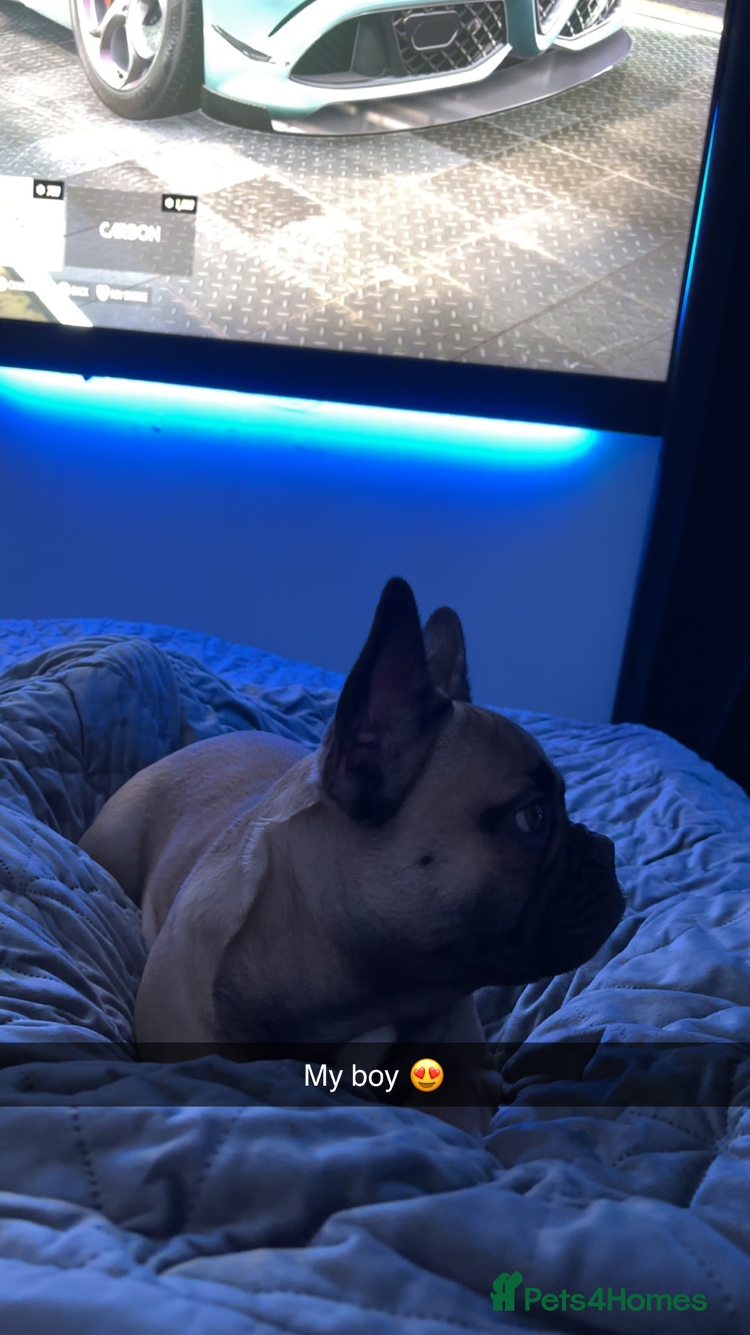 French Bulldog dogs for sale: Enzo Frenchie - Advert 3