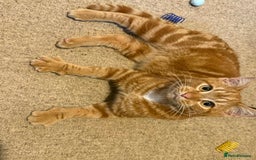 Mixed Breed cats for sale: Ron, the handsome friendly ginger Tom - Advert 3