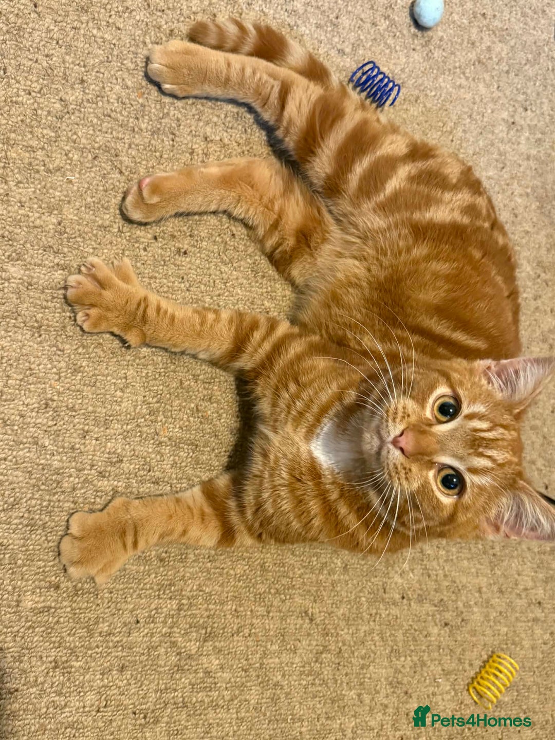 Mixed Breed cats for sale: Ron, the handsome friendly ginger Tom - Advert 3