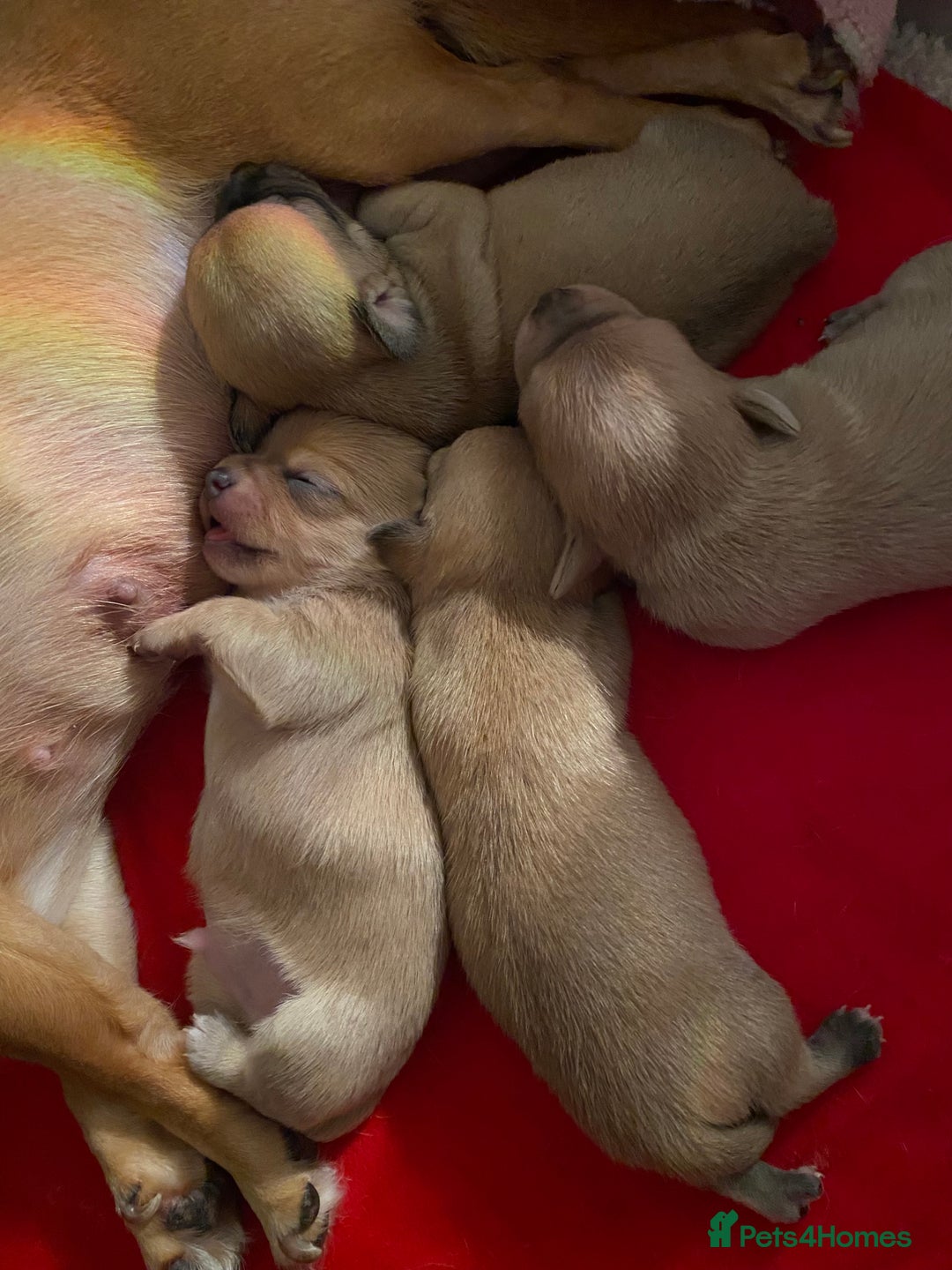 Chihuahua dogs for sale: Stunning Chihuahuas  - Advert 1