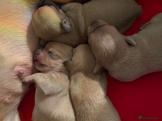 Chihuahua dogs Stunning Chihuahuas - Advert 6