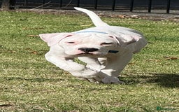 American Bulldog dogs for sale: Male American bulldog  - Image 2