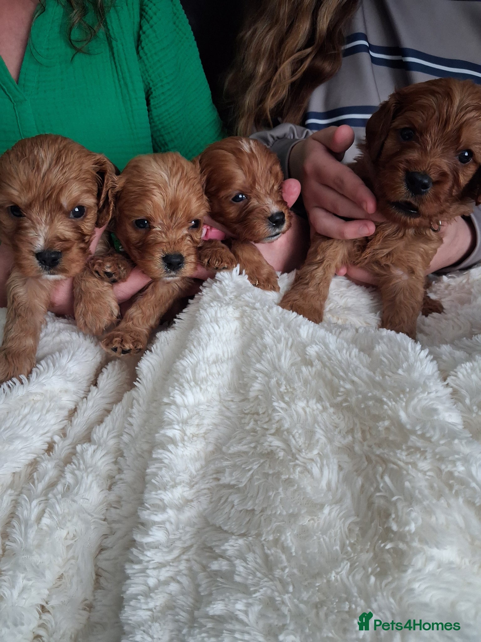 Cavapoo dogs Health tested parents of this beautiful litter  - Advert 1