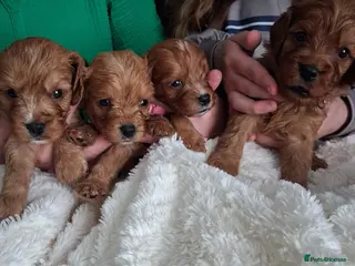 Cavapoo dogs Health tested parents of this beautiful litter - Advert 1