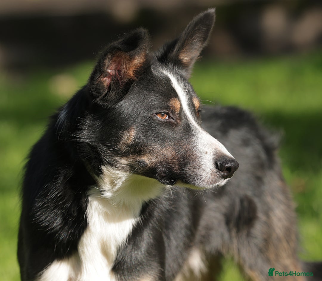 Border Collie dogs for sale: Gorgeous Male Border Collie - Advert 2