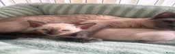 Siamese cats for sale: Siamese kittens  - Advert 9