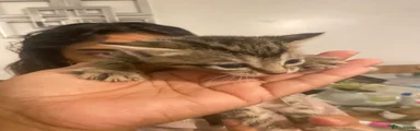 Mixed Breed 4