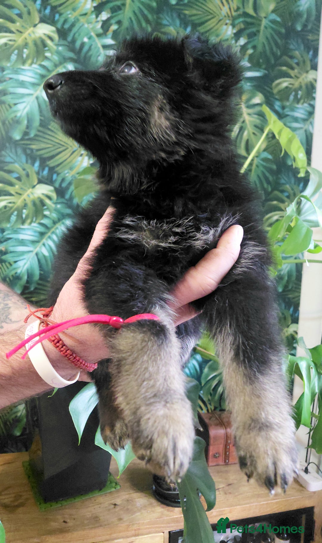 German Shepherd dogs for sale: German shepherd puppies - Advert 10