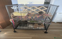 Rat rodents for sale: 2 Male rats arround 8 month - Advert 1