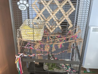 Rat rodents 2 Male rats arround 8 month - Advert 1