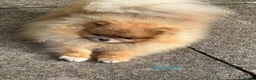 Pomeranian dogs for sale: Fabolous pomeranian female puppy - Advert 12