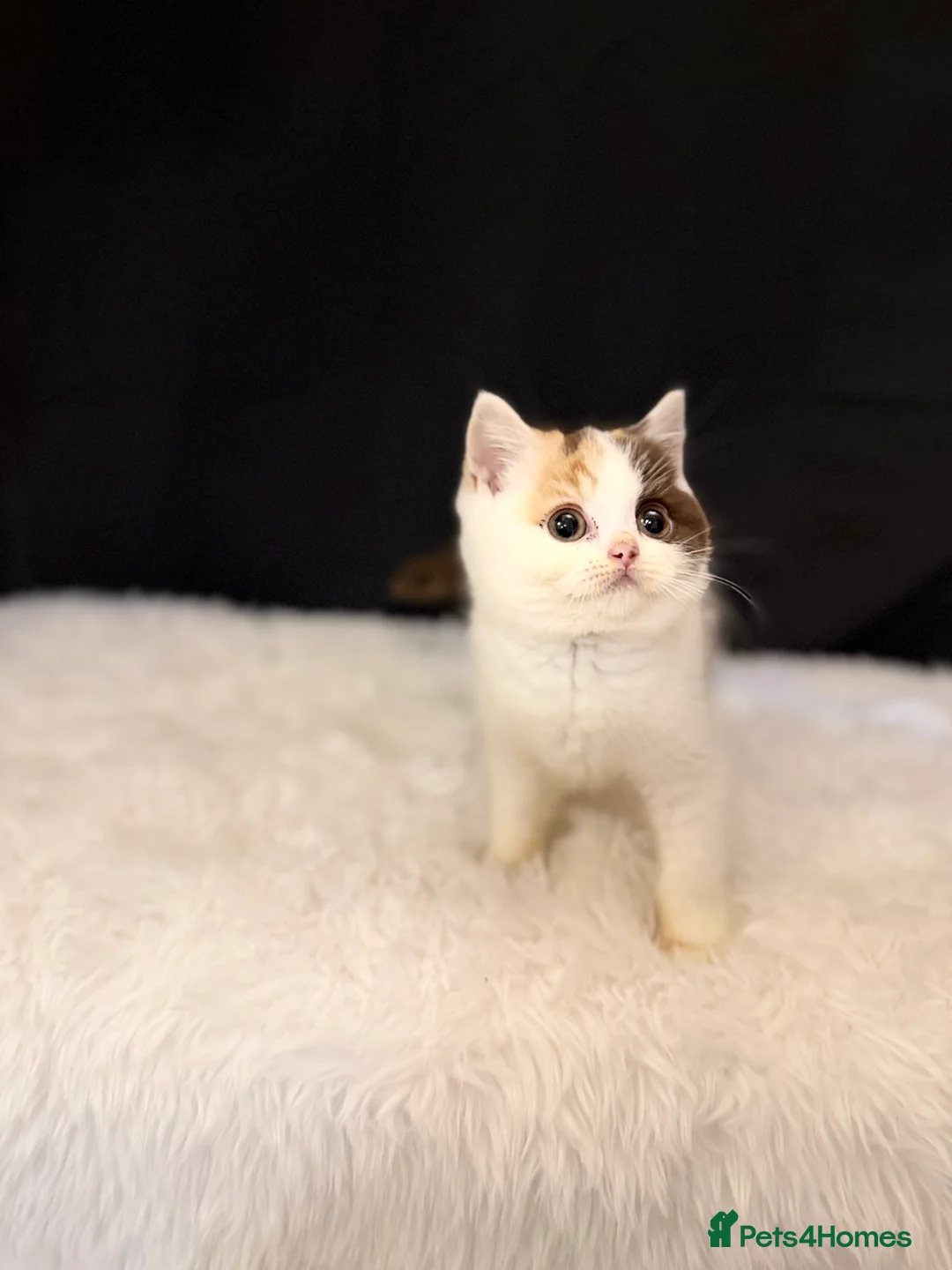 British Shorthair cats for sale: Full Pedigree Registered BSH - Advert 17