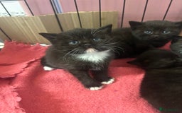 British Shorthair cats for sale: British Shorthair kittens for sale - Image 8