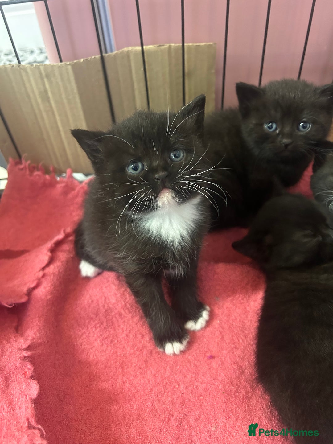 British Shorthair cats for sale: British Shorthair kittens for sale - Image 8