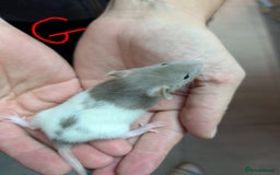 Rat rodents for sale: Baby Male and Female Rats - Advert 9