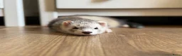 Ferret rodents for sale: Trio Male ferrets in Stevenage - Advert 1