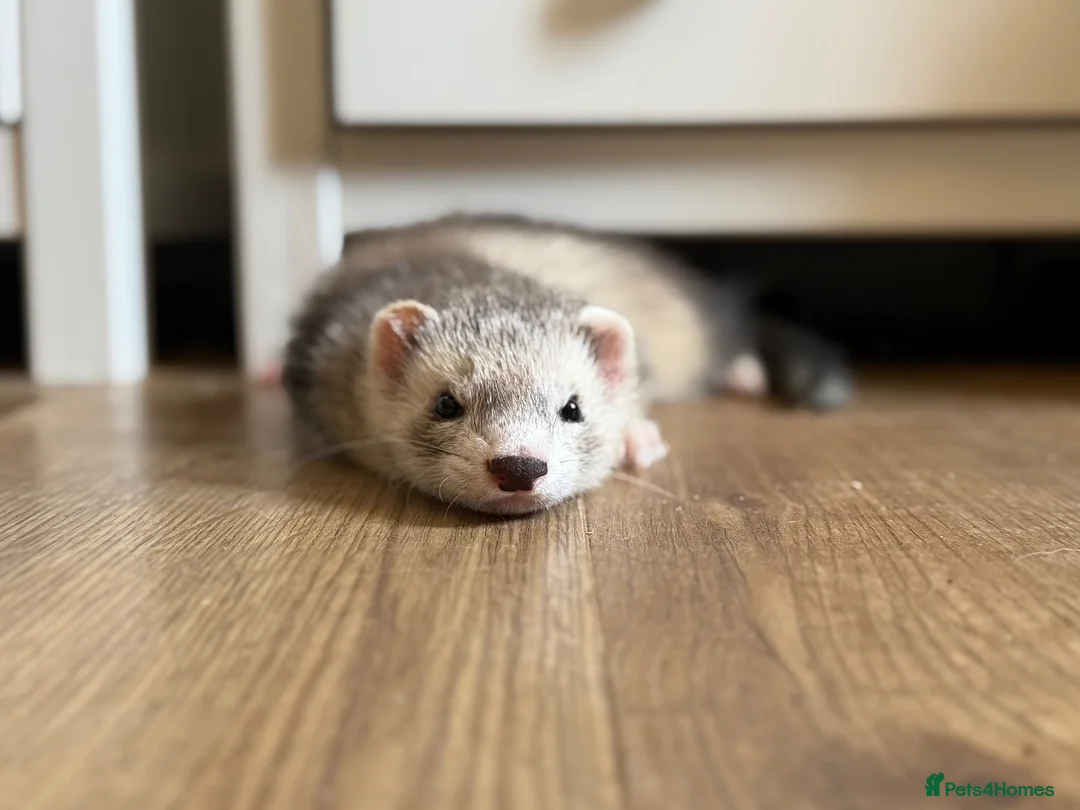 Ferret rodents for sale: Trio Male ferrets in Stevenage - Advert 1