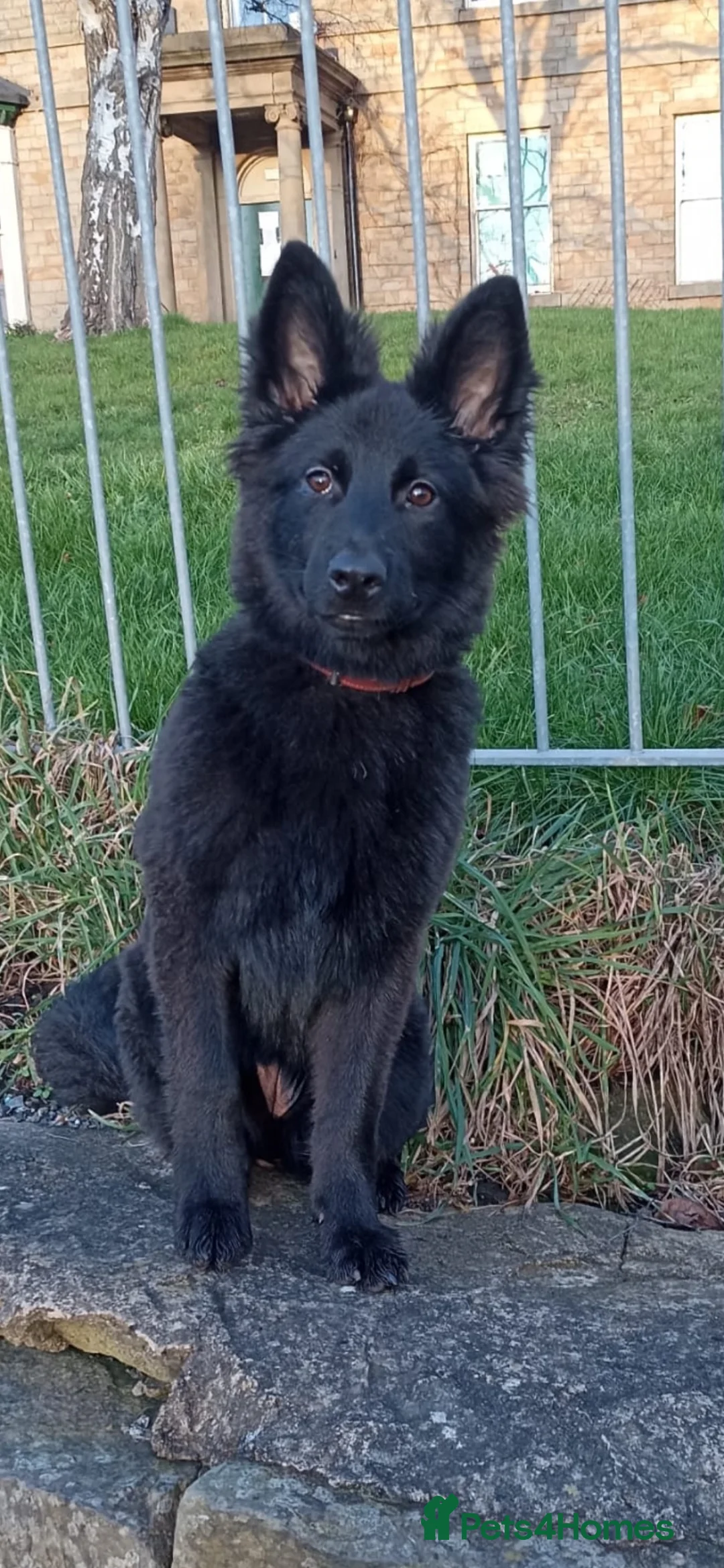 German Shepherd dogs for sale: Male and female German shepherds for new home  in Rhyl - Advert 2