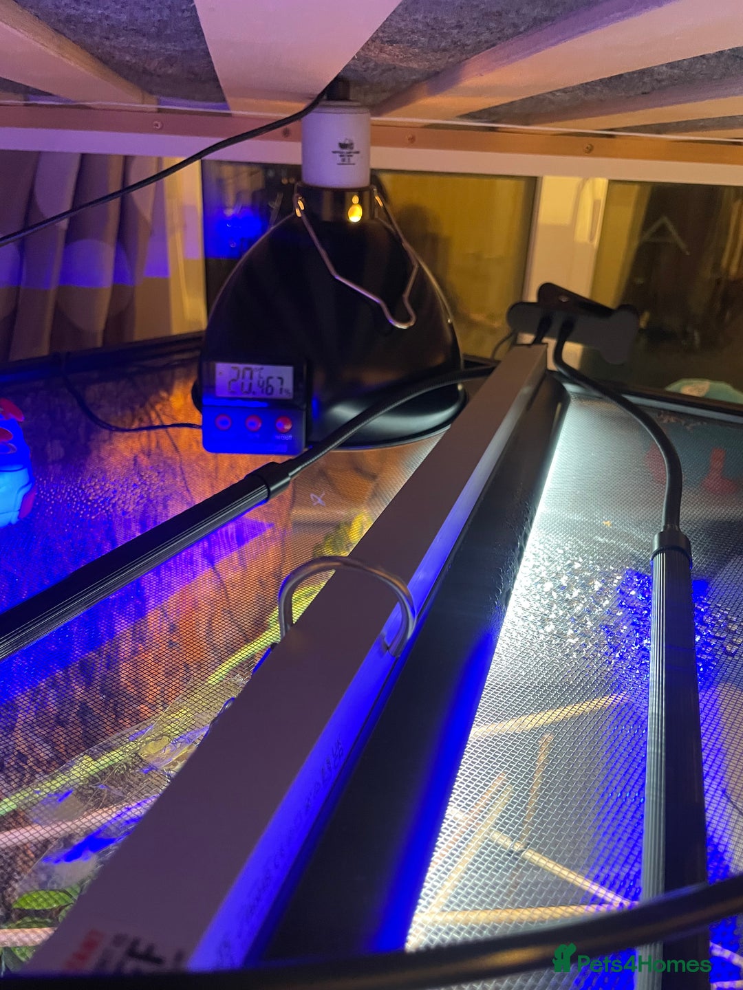 Chameleon reptiles for sale: Male Panther Chameleon and FULL Set Up - Advert 6