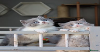 British Shorthair cats - Advert 4