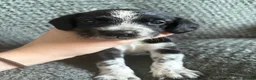 Mixed Breed dogs for sale: 🐾🐶10 stunning Cocker collies🐶🐾 in Morpeth - Advert 31