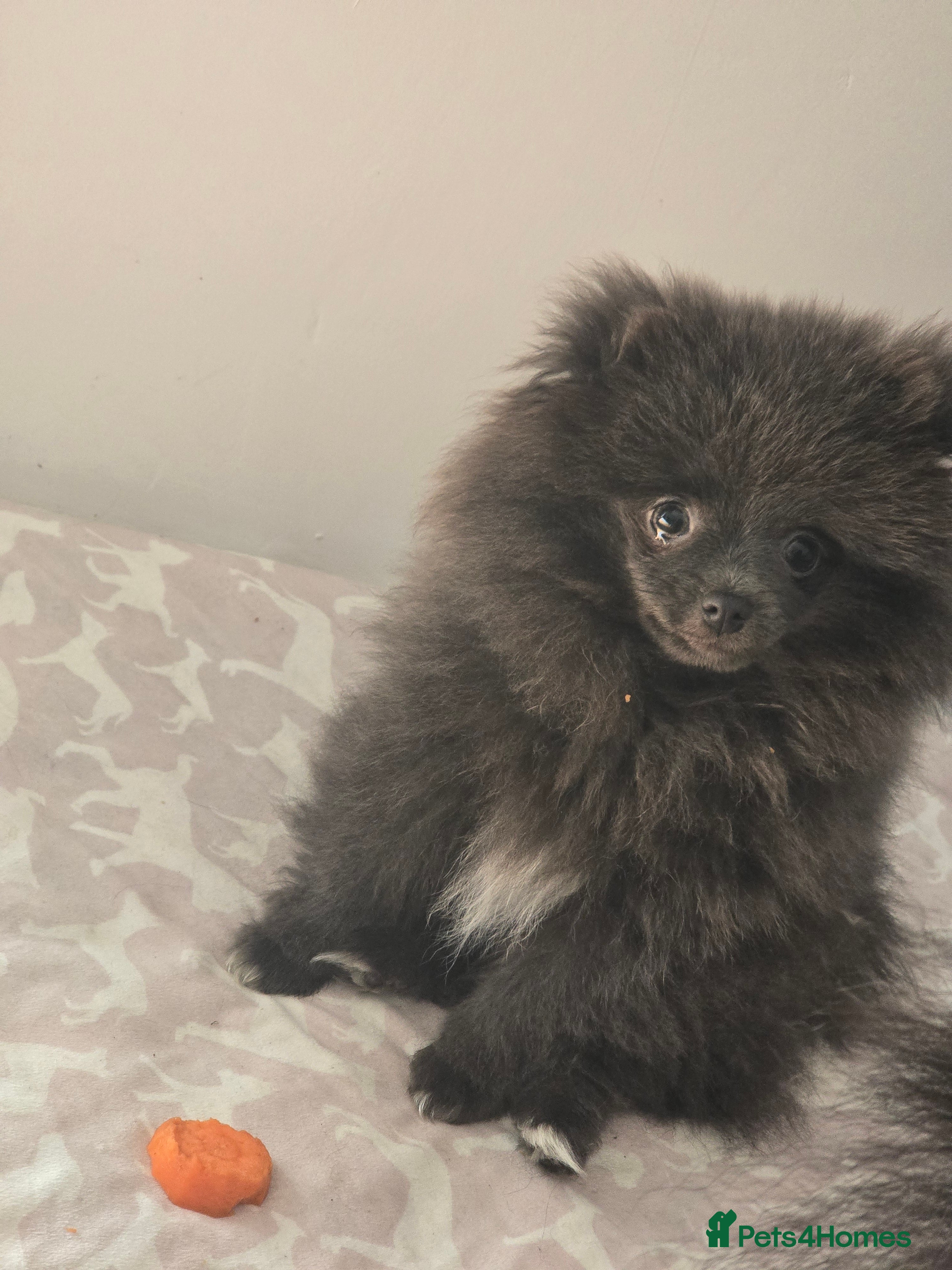 Pomeranian dogs Mini Pomeranian puppy - Advert 1