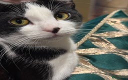 Mixed Breed cats for adoption: Wendy the 2 year old rescue cat needs a new home - Advert 2