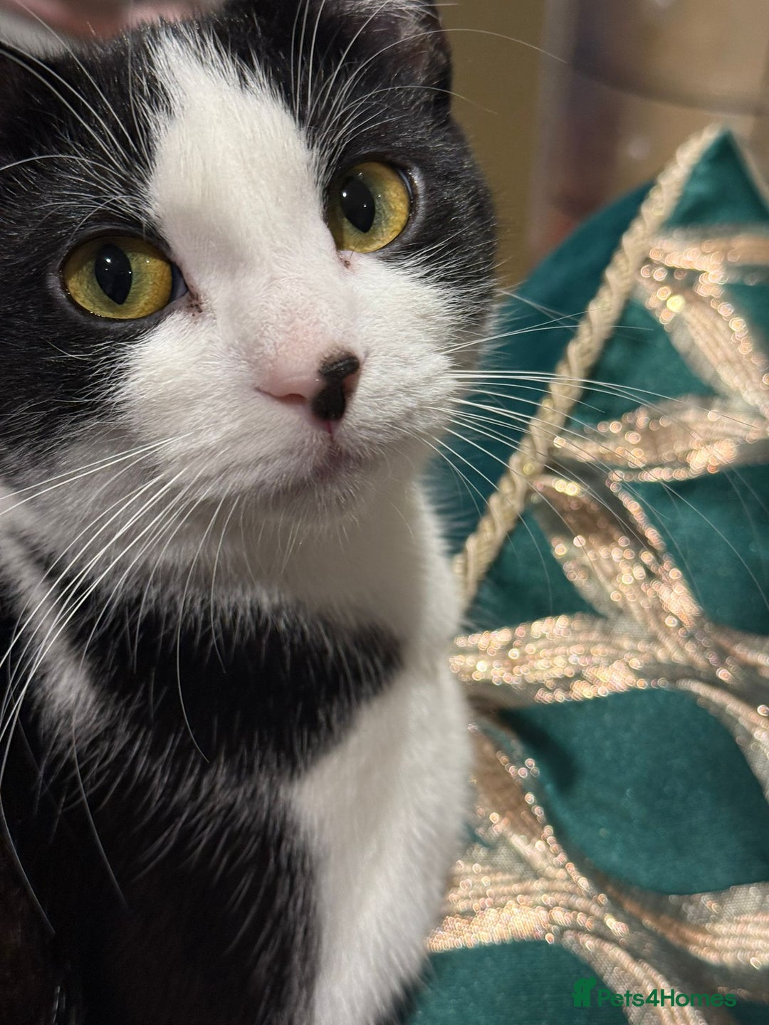 Mixed Breed cats for adoption: Wendy the 2 year old rescue cat needs a new home - Advert 2