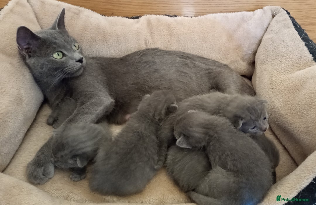 Russian Blue cats for sale: Pure Russian Blue kittens 2 boys one girl - Image 2