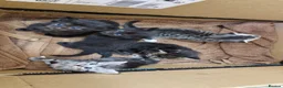 Mixed Breed cats for sale: Stunning long and short hair kittens  - Advert 2