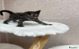 Bengal cats for sale: International Championship, Full Pedigree Bengals - Image 7