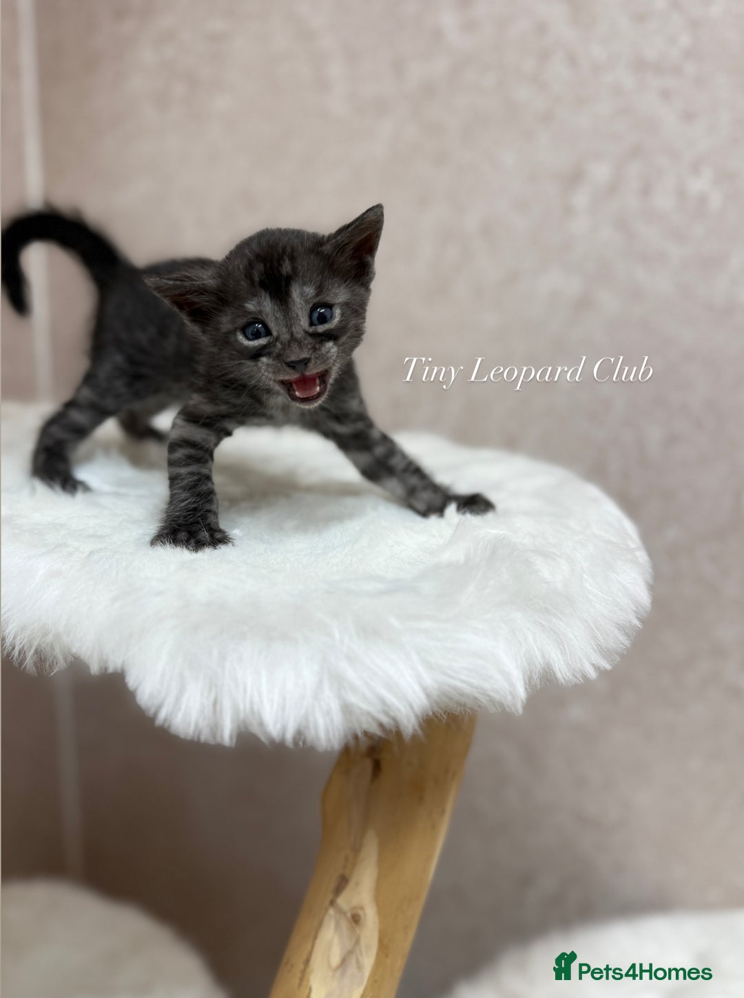Bengal cats for sale: International Championship, Full Pedigree Bengals - Image 7