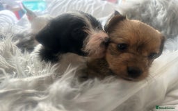 Jackapoo dogs for sale: 4 beautiful jackapoo boys - Image 6