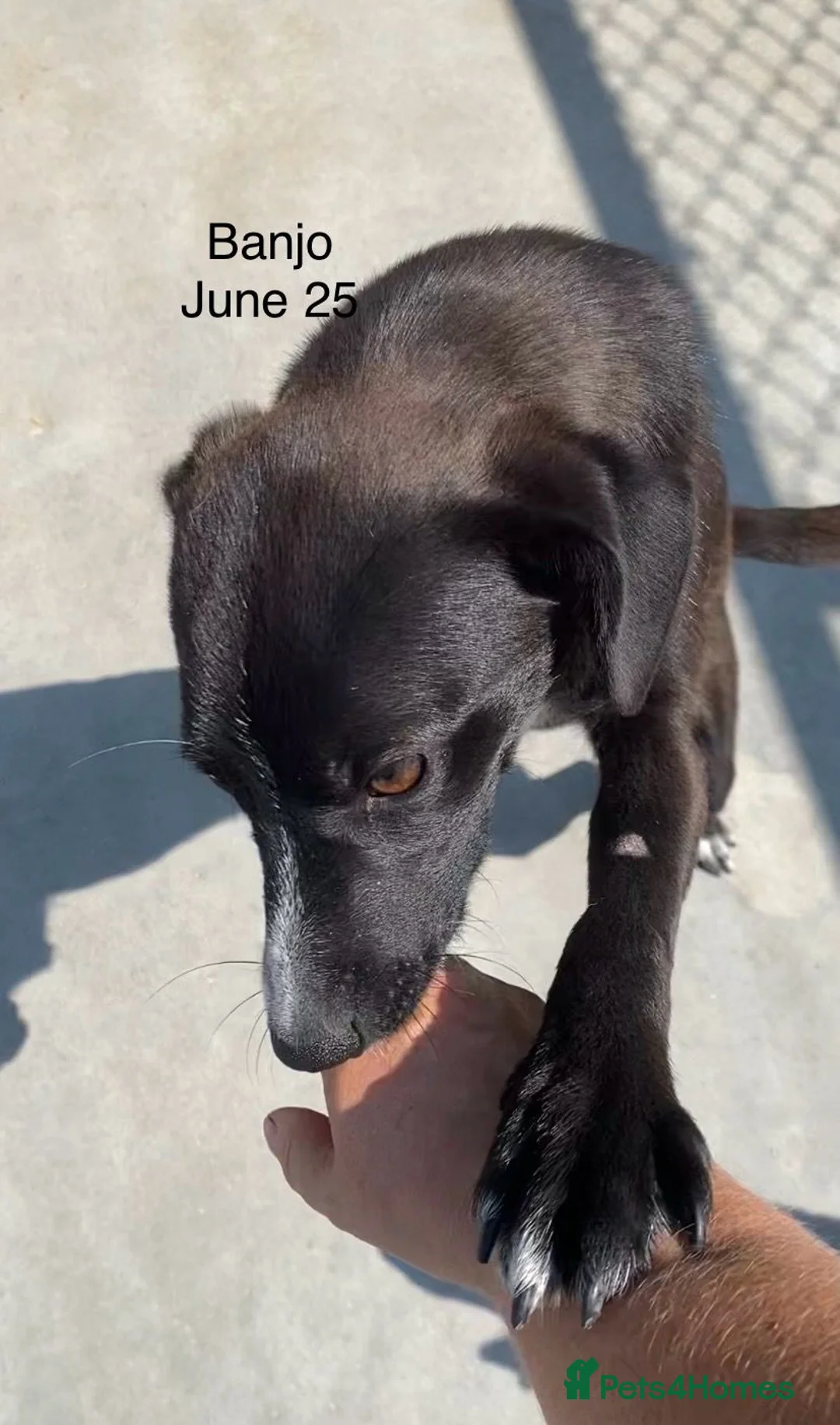 Mixed Breed dogs for adoption: Banjo, 1 yr approx. Available for adoption. - Advert 17